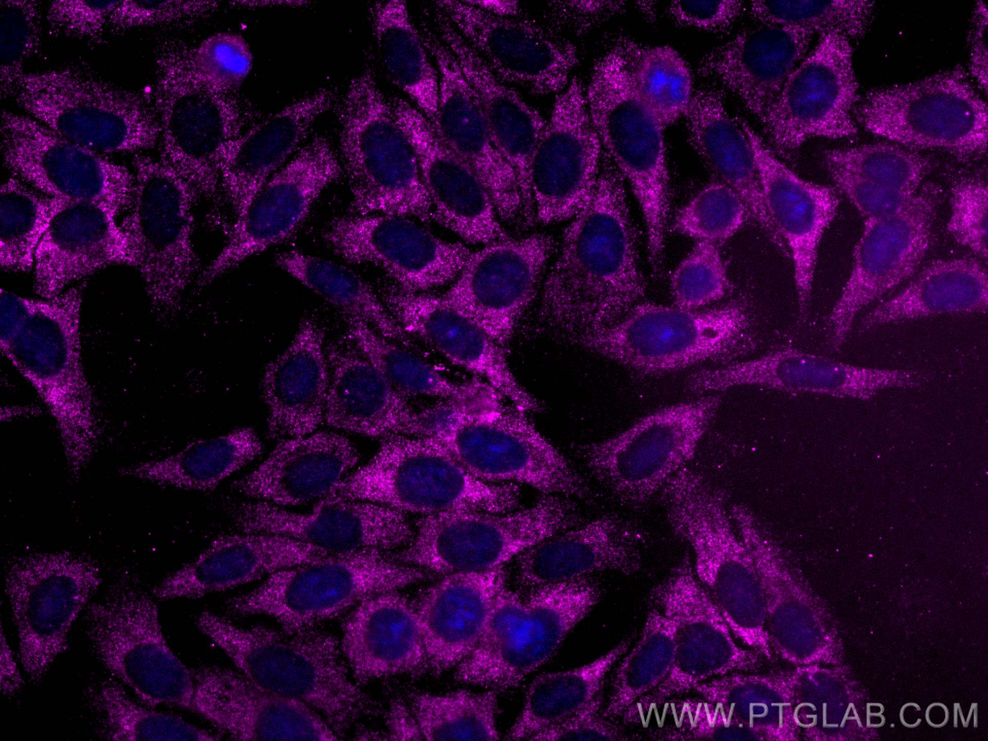 IF Staining of HepG2 using CL647-66977