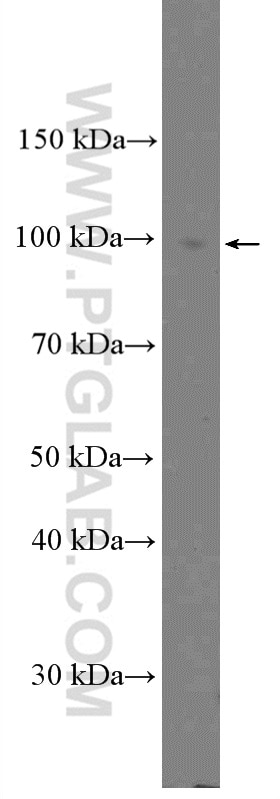 Western Blot (WB) analysis of mouse skeletal muscle tissue using Calpain 3 Polyclonal antibody (10415-1-AP)