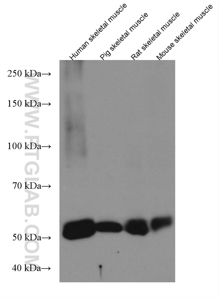 WB analysis using 67366-1-Ig