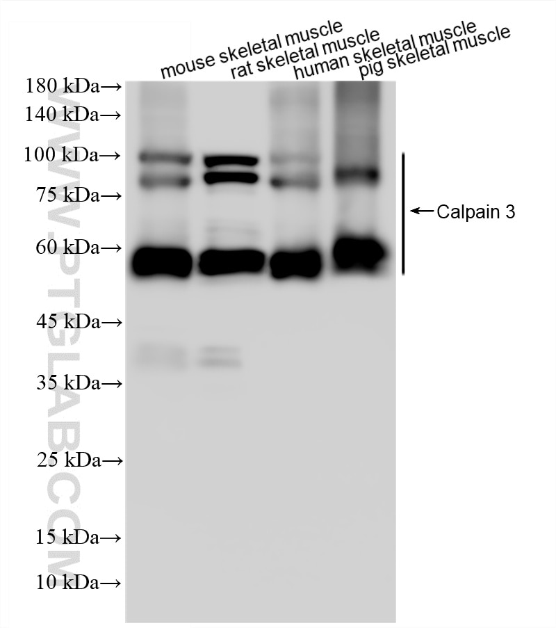 Various lysates were subjected to SDS PAGE followed by western blot with 87158-1-RR (CAPN3 antibody) at dilution of 1:10000 incubated at room temperature for 1.5 hours. Western Blot (WB) analysis of various lysates using CAPN3 Recombinant monoclonal antibody (87158-1-RR)