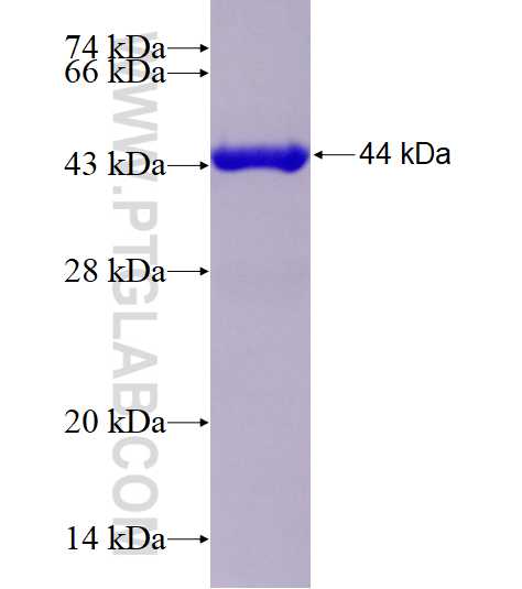CAPN3 fusion protein Ag0760 SDS-PAGE