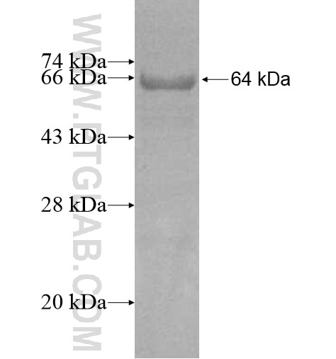 CAPN9 fusion protein Ag11718 SDS-PAGE