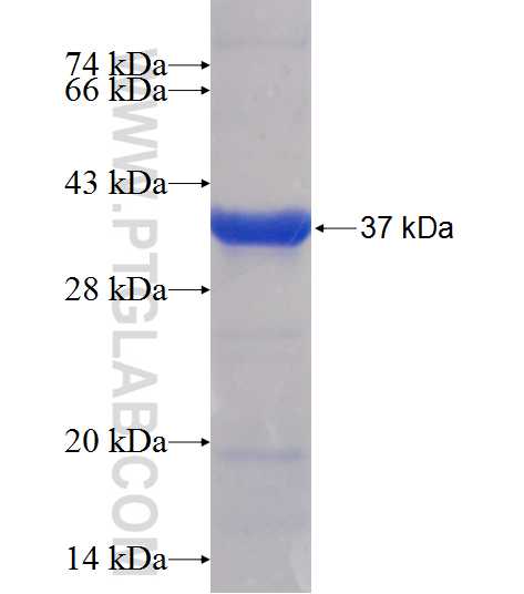 CAPN9 fusion protein Ag11874 SDS-PAGE