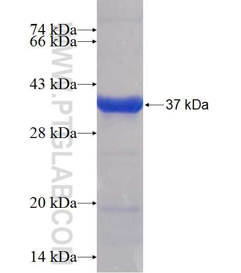 CAPN9 fusion protein Ag11874 SDS-PAGE