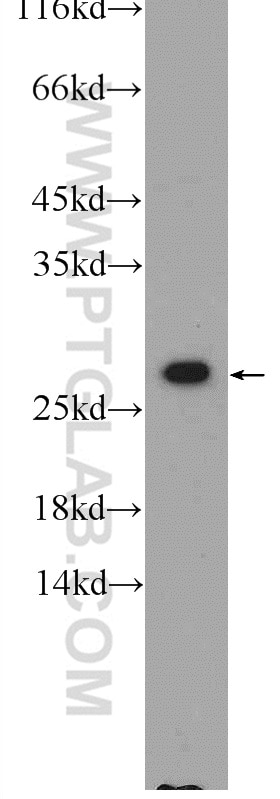 Western Blot (WB) analysis of HEK-293 cells using CAPNS1 Polyclonal antibody (25057-1-AP)