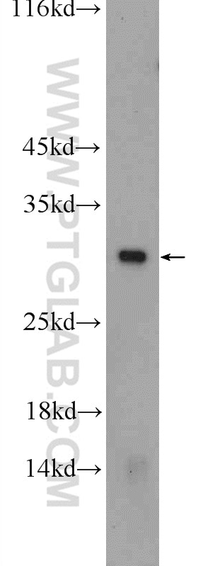 Western Blot (WB) analysis of mouse spleen tissue using CAPNS1 Polyclonal antibody (25057-1-AP)