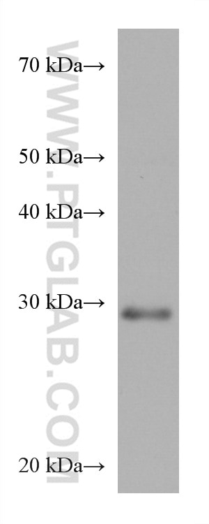 Western Blot (WB) analysis of A431 cells using CAPNS1 Monoclonal antibody (67838-1-Ig)