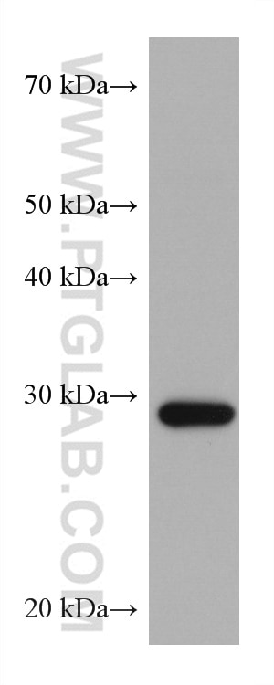 Western Blot (WB) analysis of A375 cells using CAPNS1 Monoclonal antibody (67838-1-Ig)