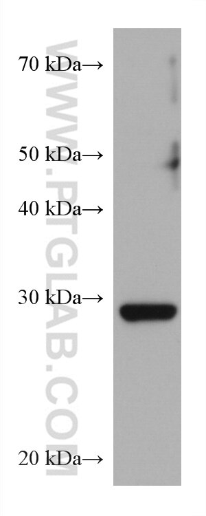 Western Blot (WB) analysis of HeLa cells using CAPNS1 Monoclonal antibody (67838-1-Ig)