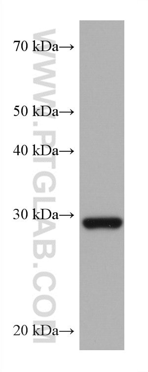 Western Blot (WB) analysis of K-562 cells using CAPNS1 Monoclonal antibody (67838-1-Ig)