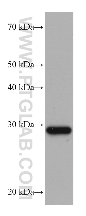 Western Blot (WB) analysis of THP-1 cells using CAPNS1 Monoclonal antibody (67838-1-Ig)