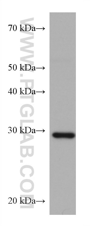 Western Blot (WB) analysis of HSC-T6 cells using CAPNS1 Monoclonal antibody (67838-1-Ig)