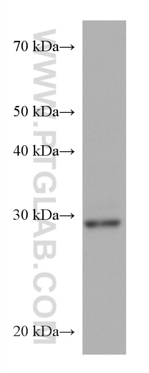 Western Blot (WB) analysis of PC-12 cells using CAPNS1 Monoclonal antibody (67838-1-Ig)