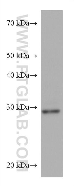 WB analysis of PC-12 using 67838-1-Ig