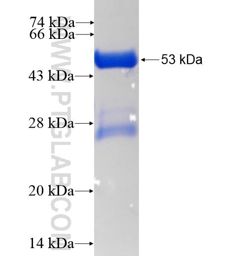 CAPNS2 fusion protein Ag8534 SDS-PAGE