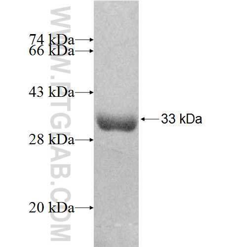 CAPNS2 fusion protein Ag8643 SDS-PAGE