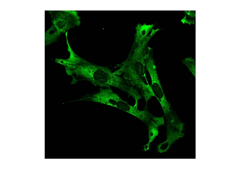 Immunofluorescence (IF) / fluorescent staining of OC2 cells using CAPRIN1 Polyclonal antibody (15112-1-AP)