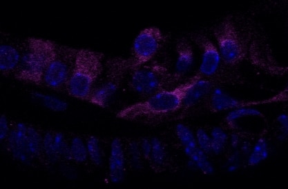 Immunofluorescence (IF) / fluorescent staining of cochlear cryosections using CAPRIN1 Polyclonal antibody (15112-1-AP)