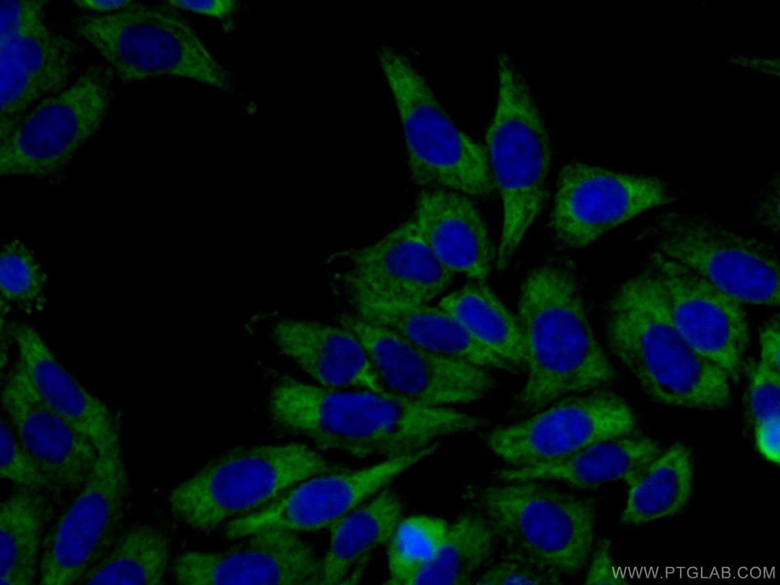 Immunofluorescence (IF) / fluorescent staining of HepG2 cells using CAPRIN1 Polyclonal antibody (15112-1-AP)