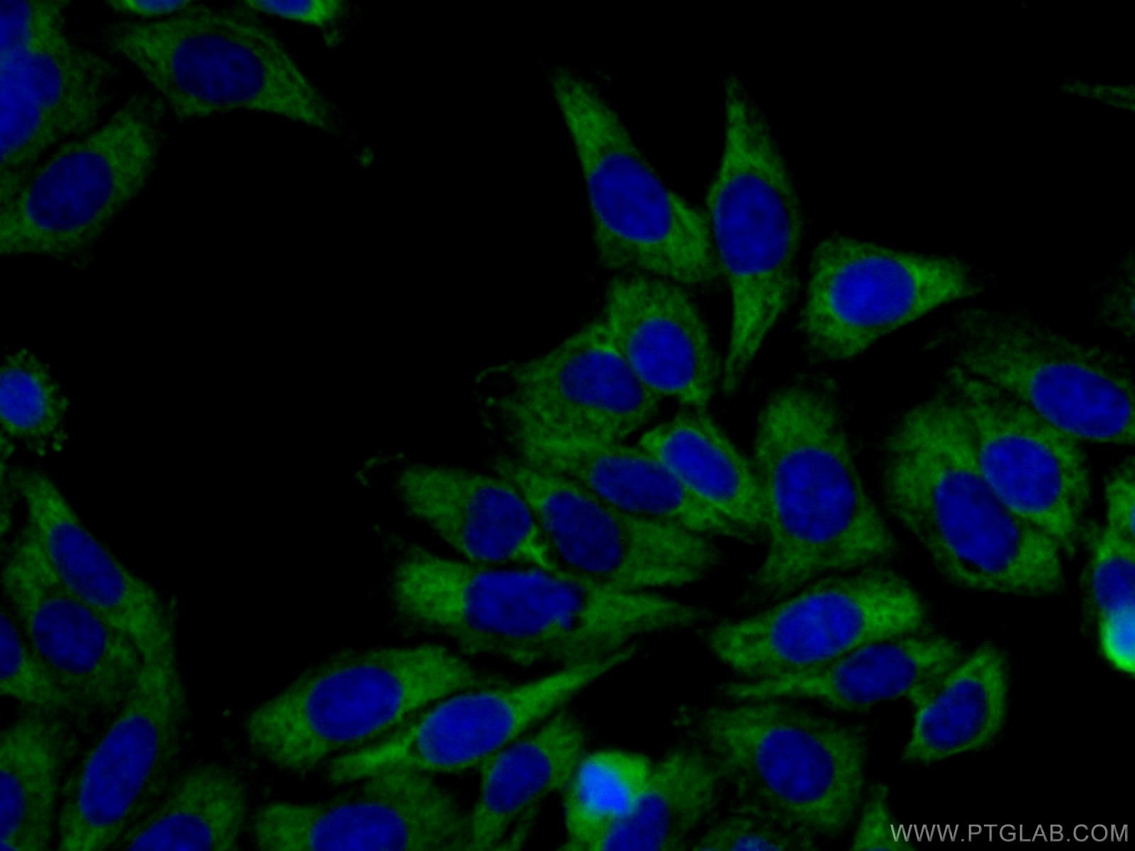 IF Staining of HepG2 using 15112-1-AP