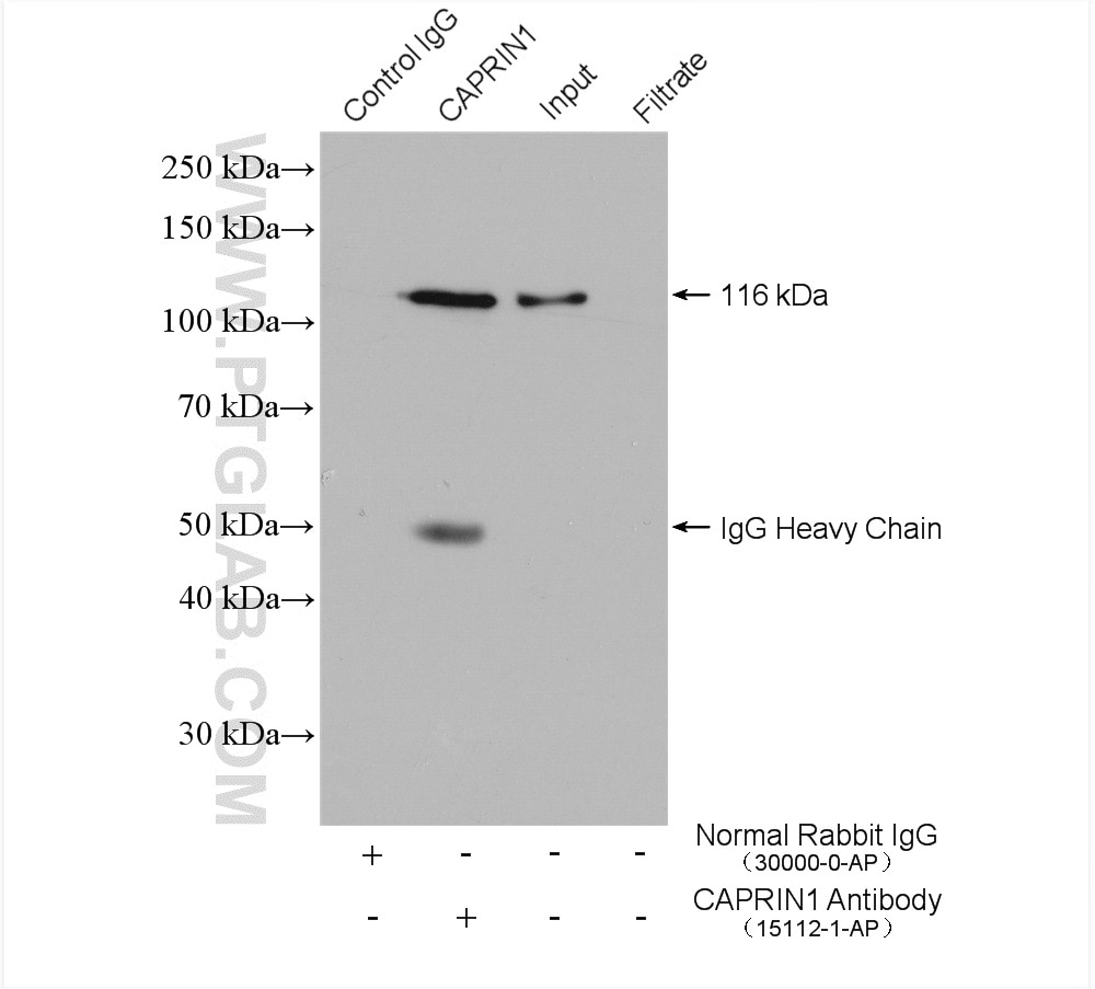 Immunoprecipitation (IP) experiment of HeLa cells using CAPRIN1 Polyclonal antibody (15112-1-AP)