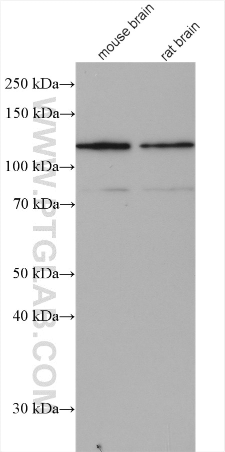 Western Blot (WB) analysis of various lysates using CAPRIN1 Polyclonal antibody (15112-1-AP)