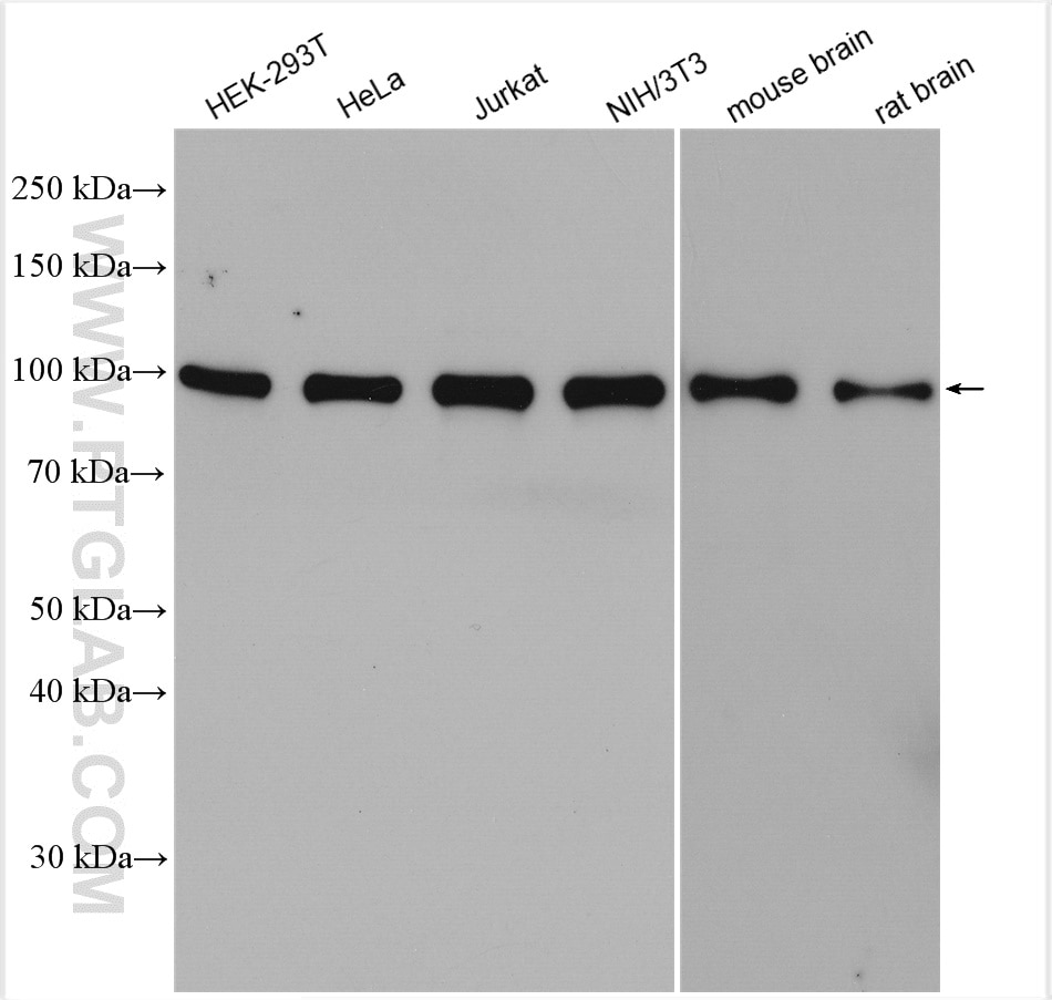 Western Blot (WB) analysis of various lysates using CAPRIN1 Polyclonal antibody (15112-1-AP)