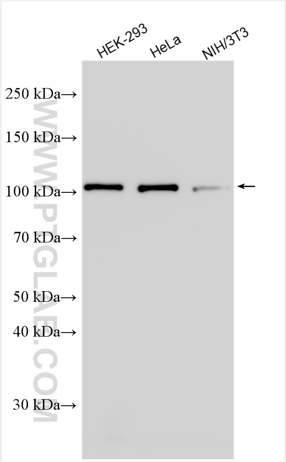 Western Blot (WB) analysis of various lysates using CAPRIN1 Polyclonal antibody (15112-1-AP)
