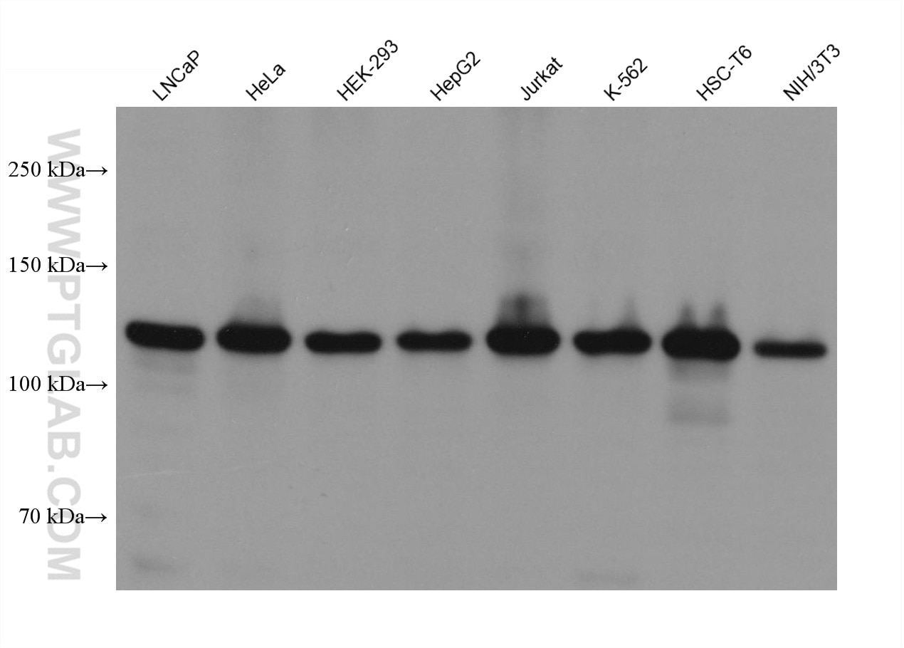 Western Blot (WB) analysis of various lysates using CAPRIN1 Monoclonal antibody (66352-1-Ig)