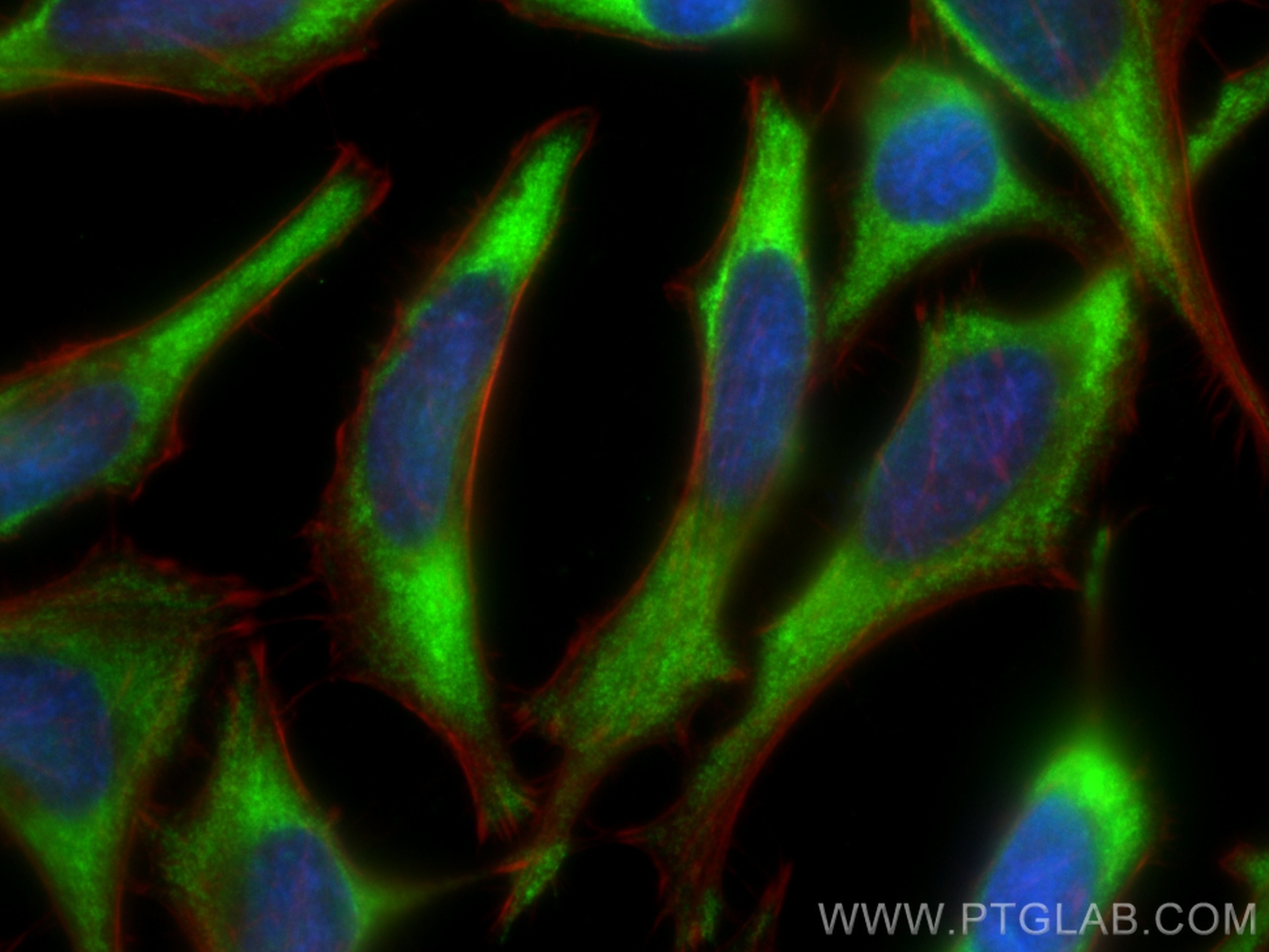 Immunofluorescence (IF) / fluorescent staining of HeLa cells using CoraLite® Plus 488-conjugated CAPRIN1 Polyclonal a (CL488-15112)