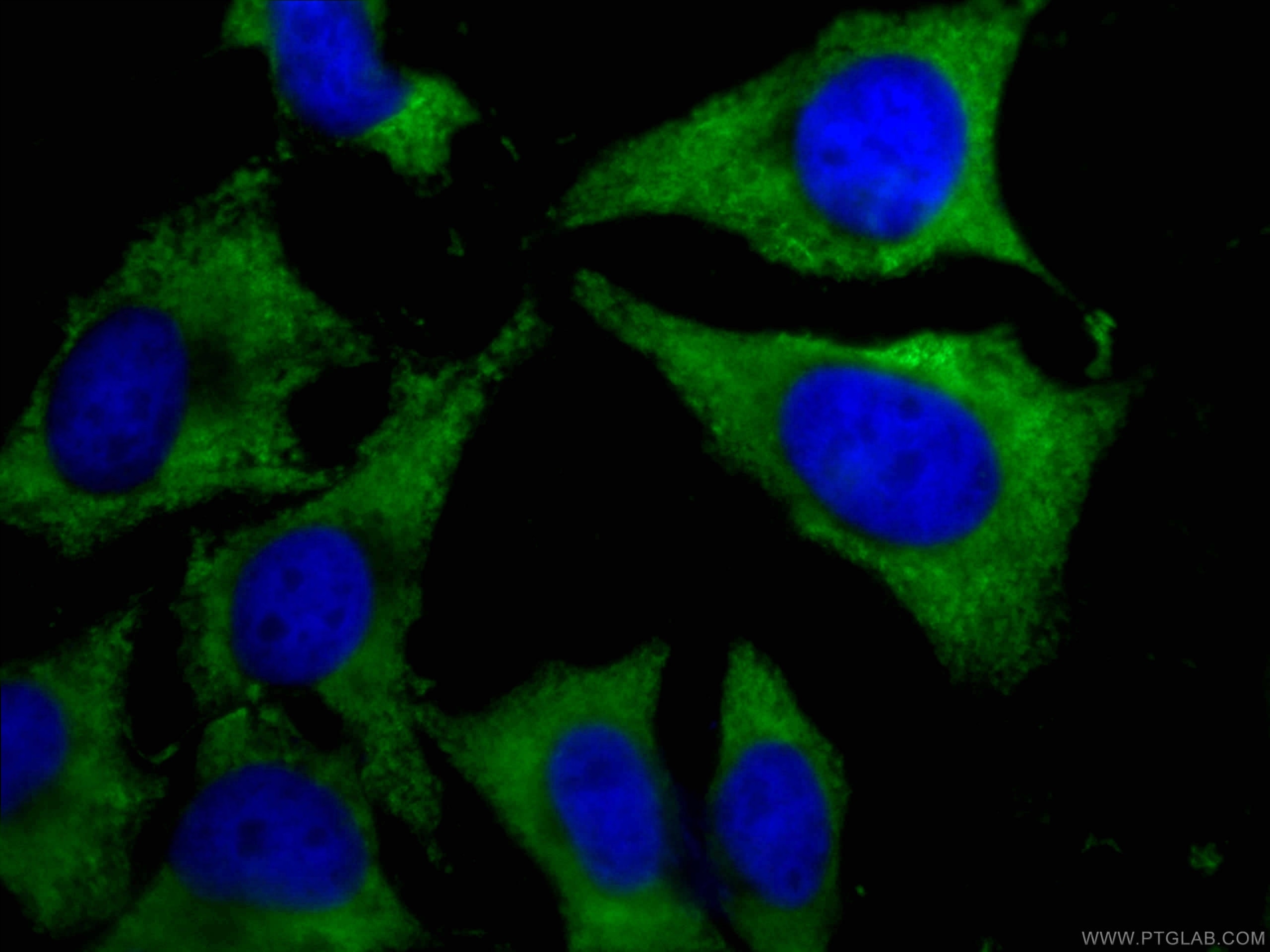 Immunofluorescence (IF) / fluorescent staining of HeLa cells using CoraLite® Plus 488-conjugated CAPRIN1 Monoclonal a (CL488-66352)
