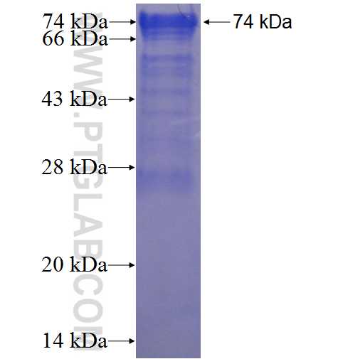 CAPRIN1 fusion protein Ag7099 SDS-PAGE