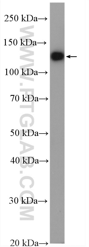 Western Blot (WB) analysis of SH-SY5Y cells using CAPRIN2 Polyclonal antibody (20766-1-AP)