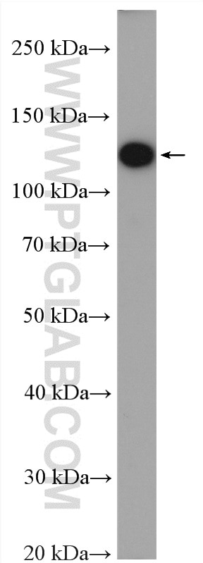 Western Blot (WB) analysis of Y79 cells using CAPRIN2 Polyclonal antibody (20766-1-AP)