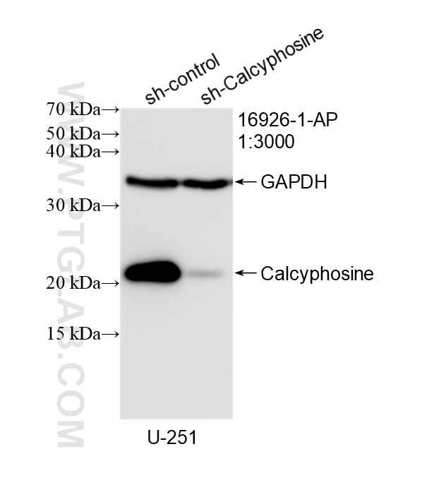 Western Blot (WB) analysis of U-251 cells using Calcyphosine Polyclonal antibody (16926-1-AP)