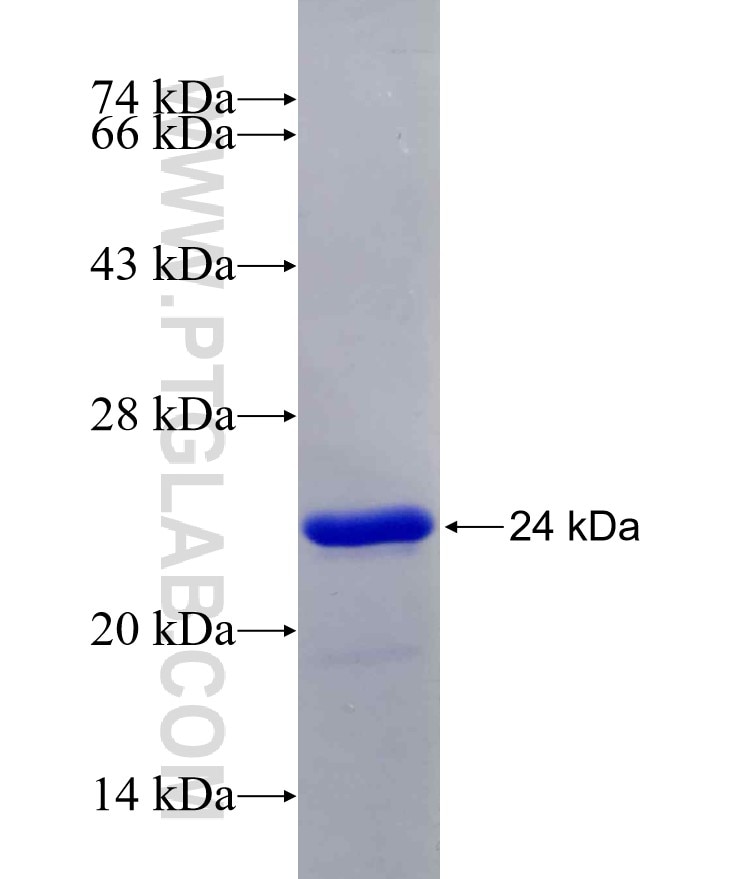 CAPS fusion protein Ag10330 SDS-PAGE