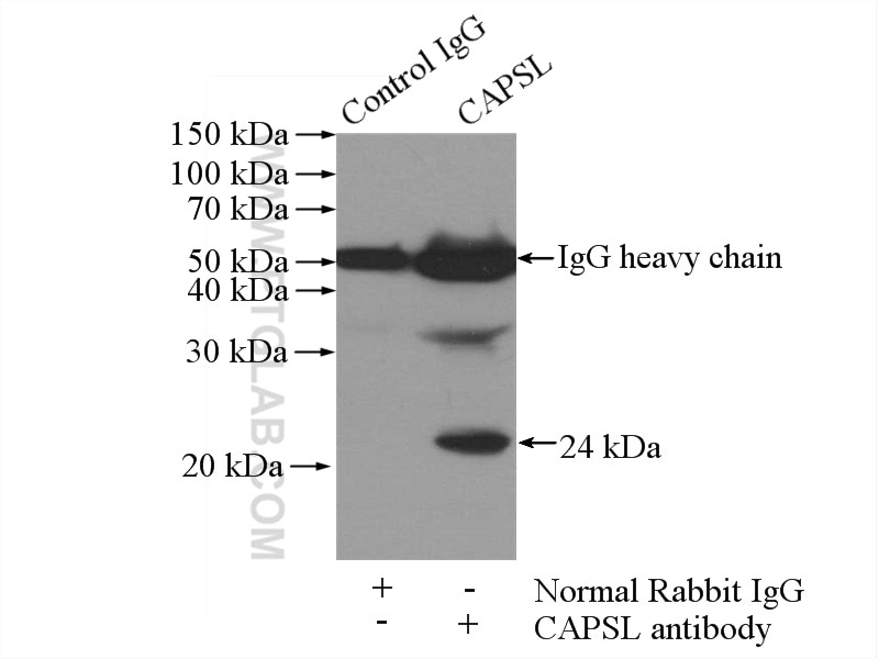 Immunoprecipitation (IP) experiment of mouse lung tissue using CAPSL Polyclonal antibody (17174-1-AP)