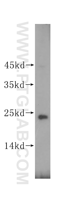 Western Blot (WB) analysis of mouse lung tissue using CAPSL Polyclonal antibody (17174-1-AP)