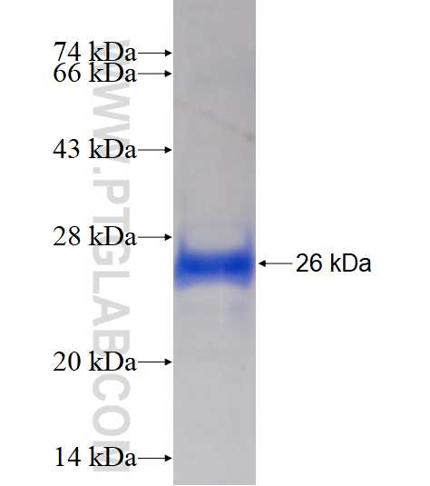 CAPSL fusion protein Ag10736 SDS-PAGE