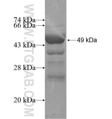 CAPSL fusion protein Ag10771 SDS-PAGE