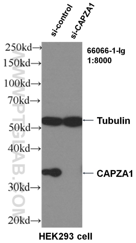 Western Blot (WB) analysis of HEK-293 cells using CAPZA1 Monoclonal antibody (66066-1-Ig)