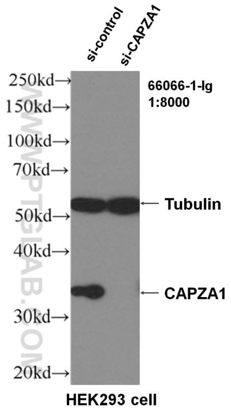 WB analysis of HEK-293 using 66066-1-Ig