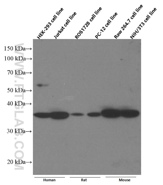 Western Blot (WB) analysis of HEK-293 cells using CAPZA1 Monoclonal antibody (66066-1-Ig)