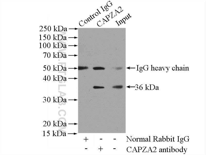 Immunoprecipitation (IP) experiment of mouse heart tissue using CAPZA2 Polyclonal antibody (15948-1-AP)