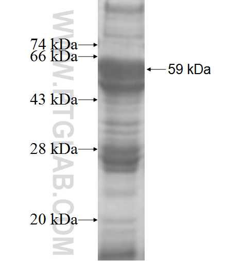 CAPZA2 fusion protein Ag8544 SDS-PAGE