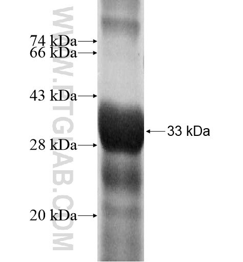 CAPZA3 fusion protein Ag10737 SDS-PAGE