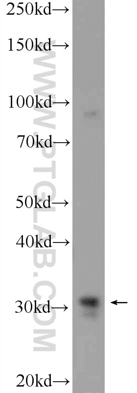 Western Blot (WB) analysis of mouse testis tissue using CAPZB Polyclonal antibody (25043-1-AP)