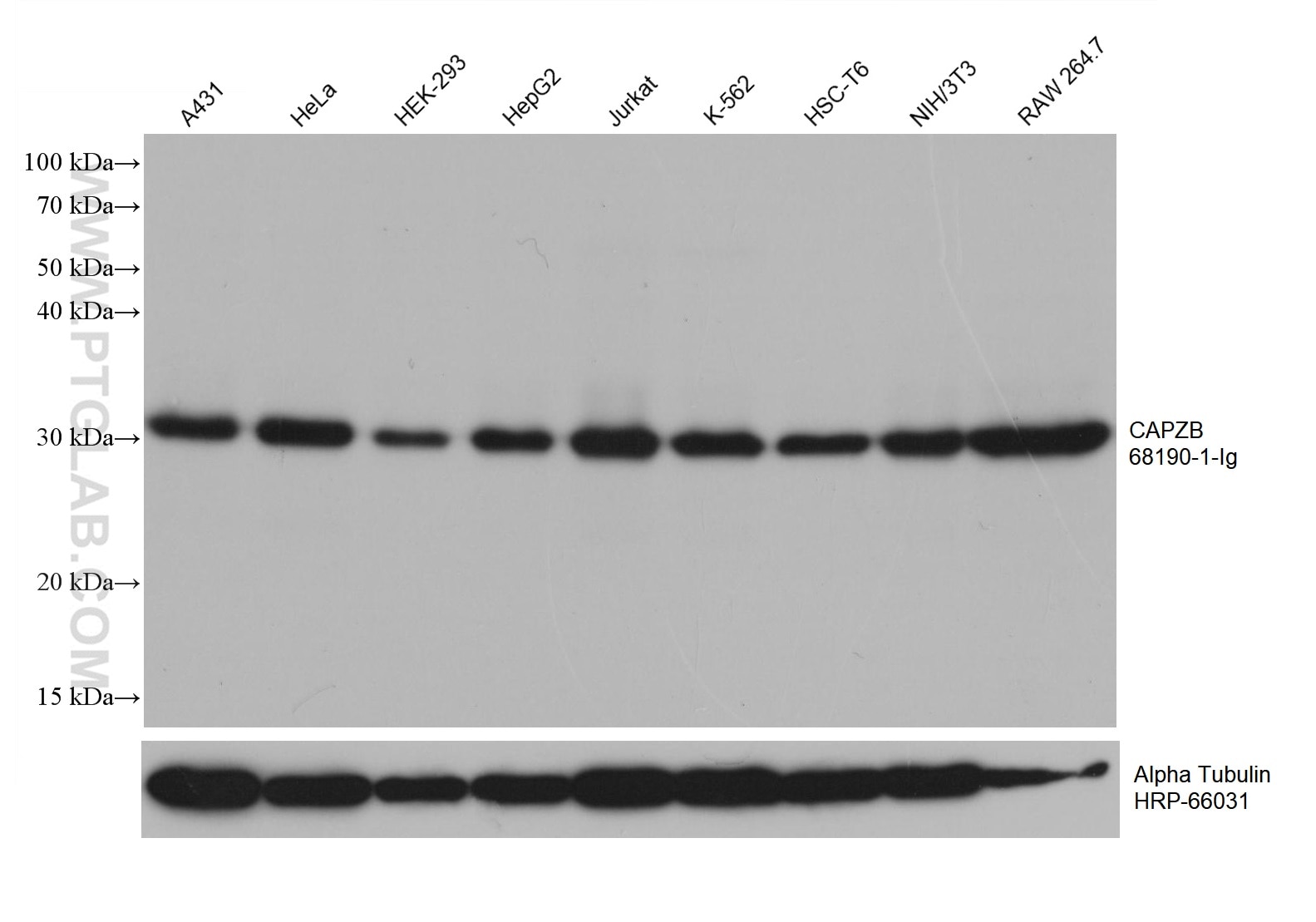 Western Blot (WB) analysis of various lysates using CAPZB Monoclonal antibody (68190-1-Ig)