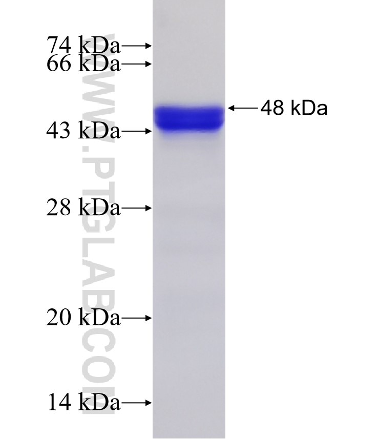 CARD10 fusion protein Ag21600 SDS-PAGE