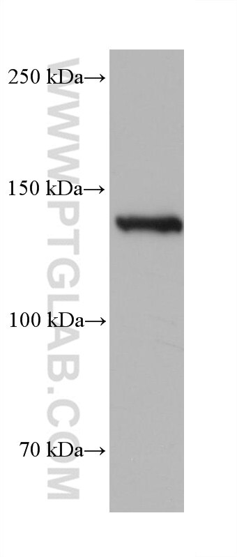 Western Blot (WB) analysis of Raji cells using CARD11 Monoclonal antibody (68269-1-Ig)